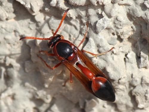 Delta dimidiatipenne